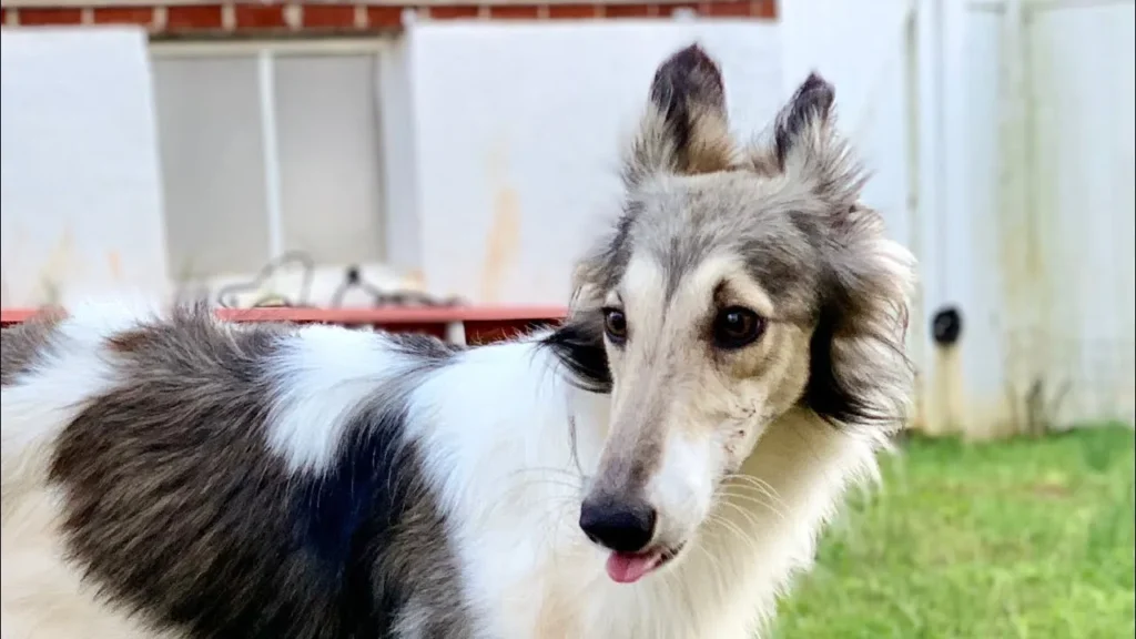 Silken Windhound
