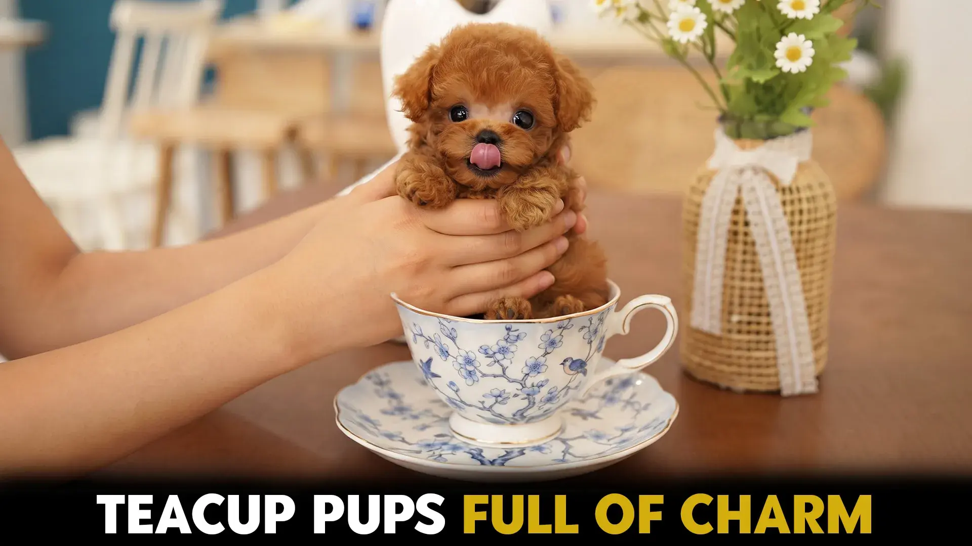 7 Tiny Teacup Dog Breeds: Size Doesn’t Equal Less Personality