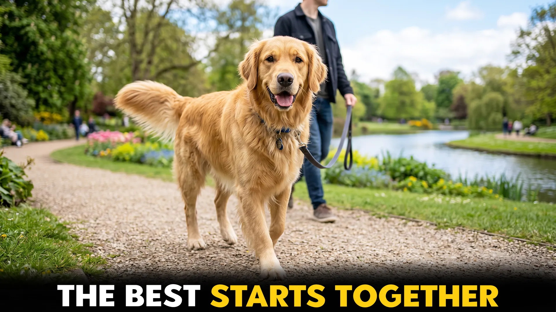 top 10 dog breeds friendly dog breeds finding your perfect match