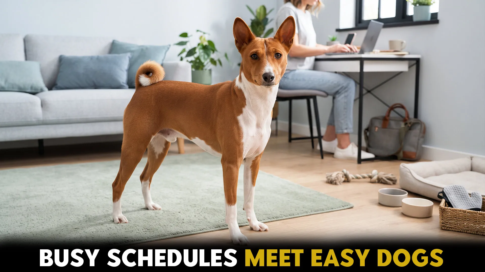 top 10 easy care dog breeds perfect for hectic schedules