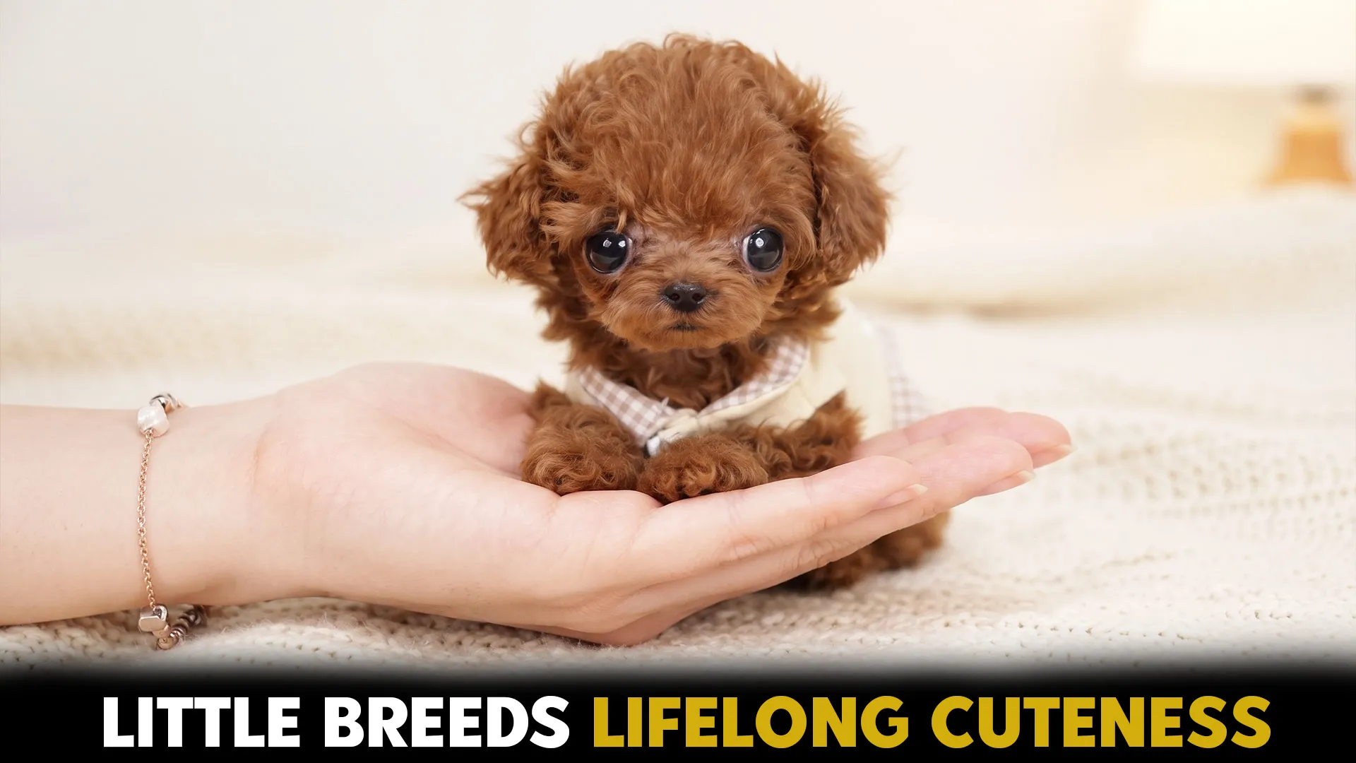 top 9 small dog breeds that stay tiny sweet