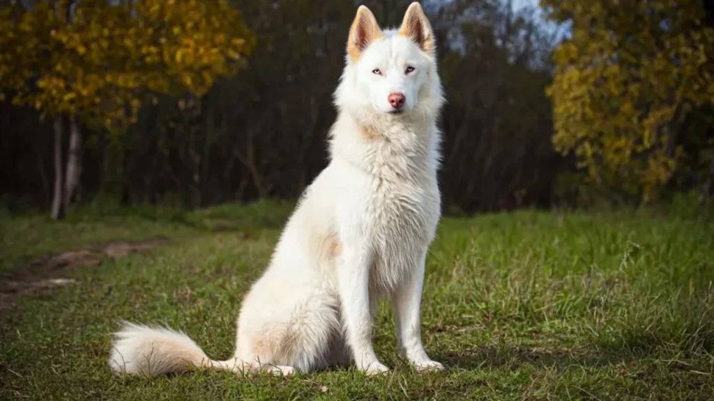 Yakutian Laika