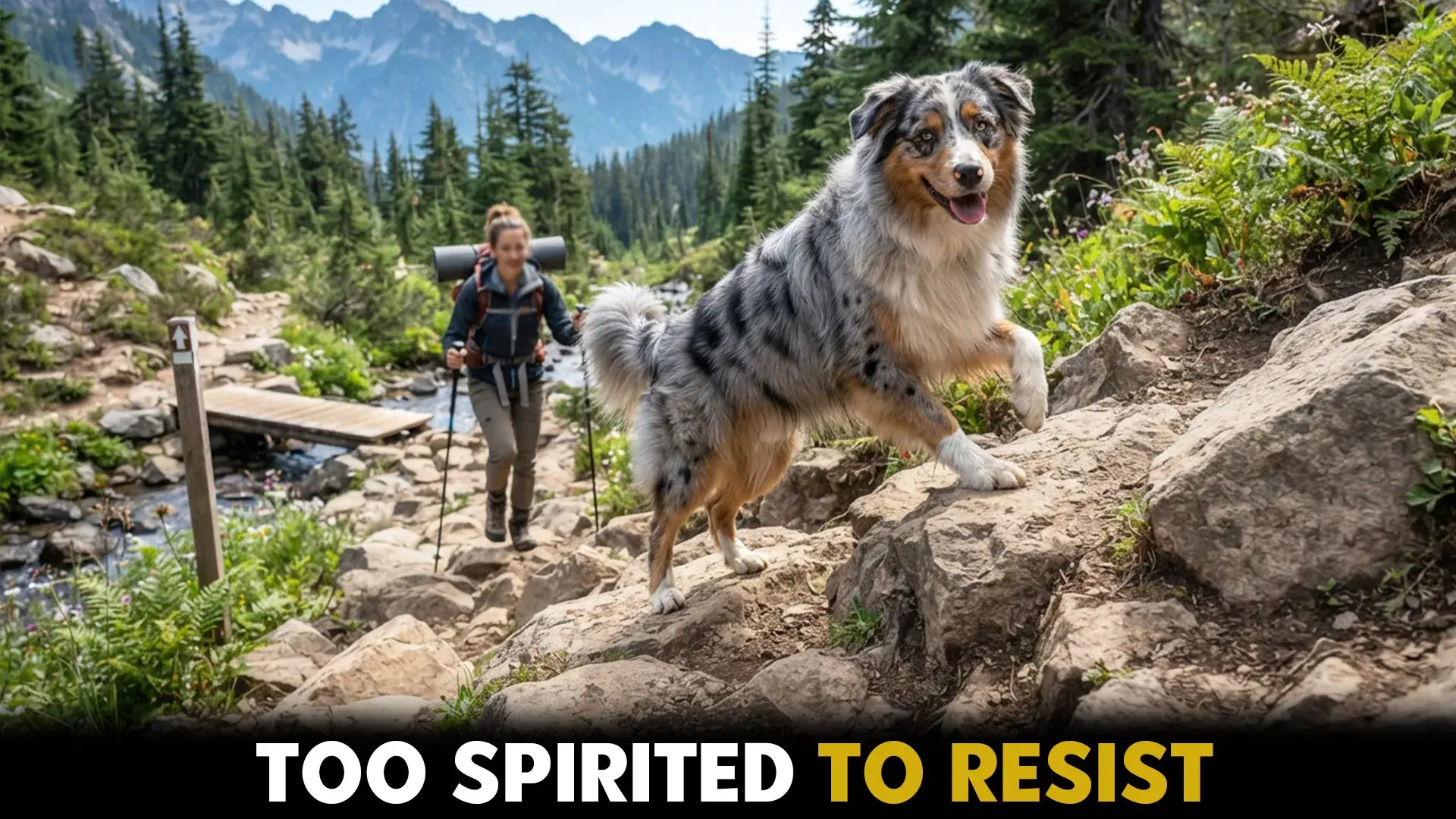 amazing dog breeds for a life of outdoor activity