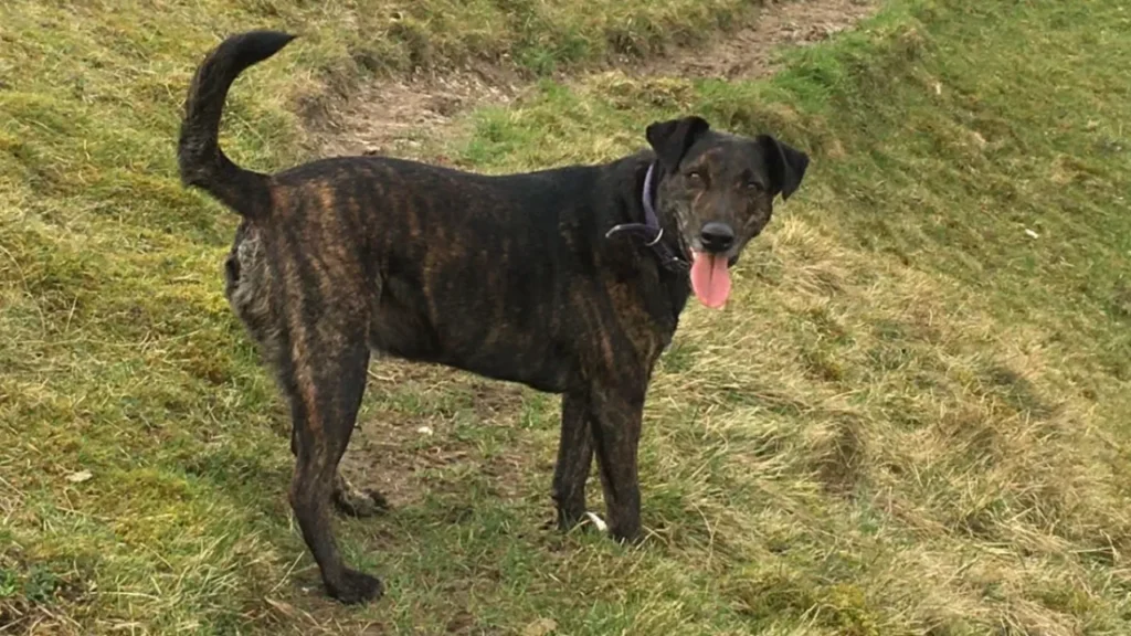 corsican dog