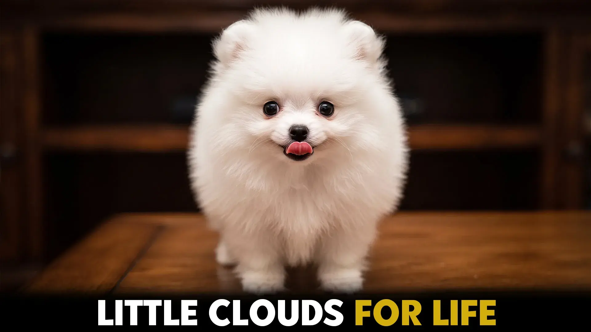 top 7 fluffy dog breeds that stay small for life