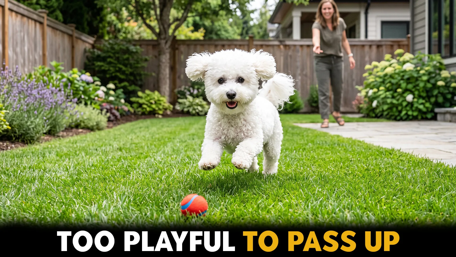 10 delightful small dog breeds with an unstoppable playful spirit