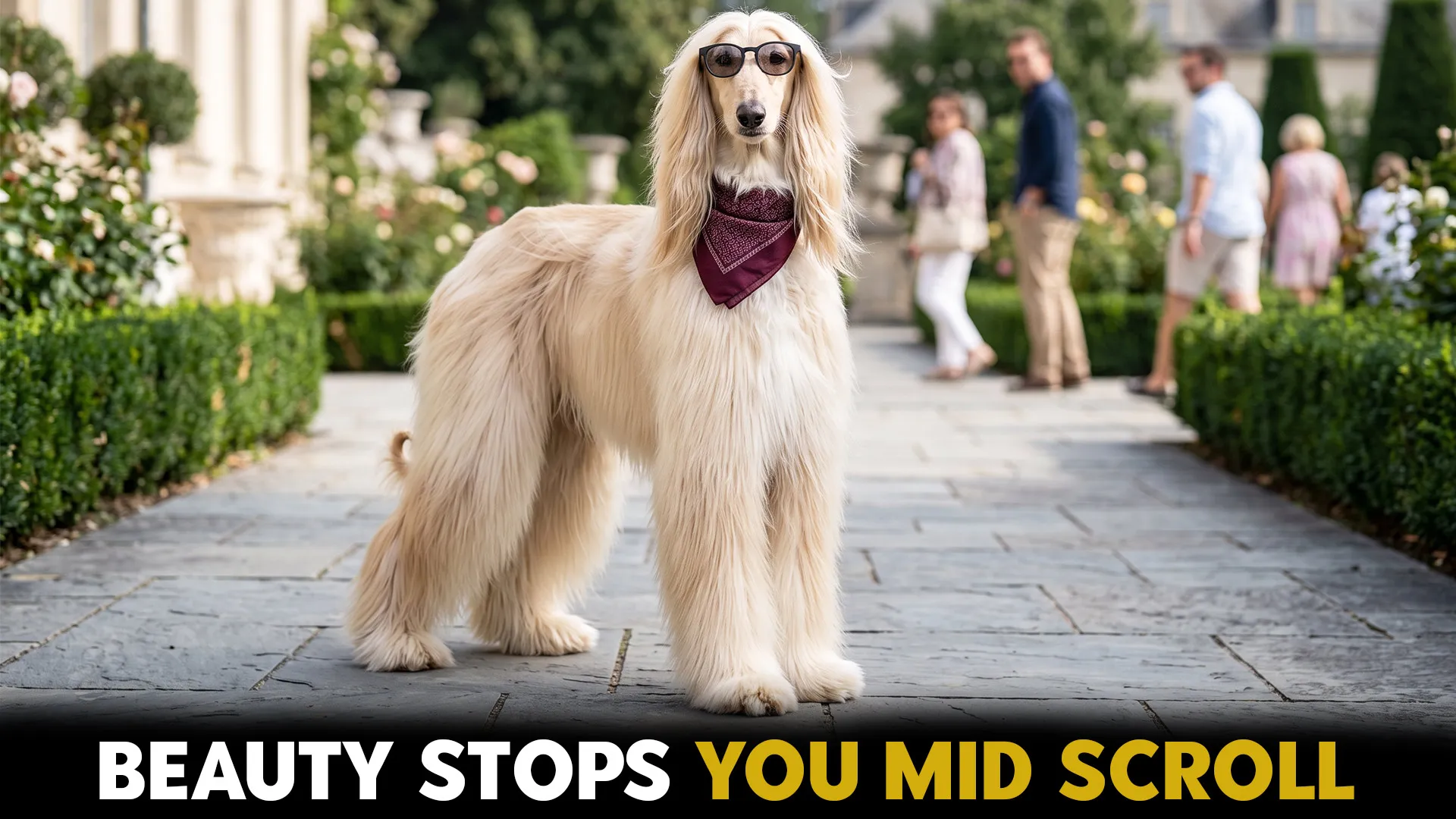 10 MOST STUNNING DOG BREEDS THAT WIL TURN HEADS