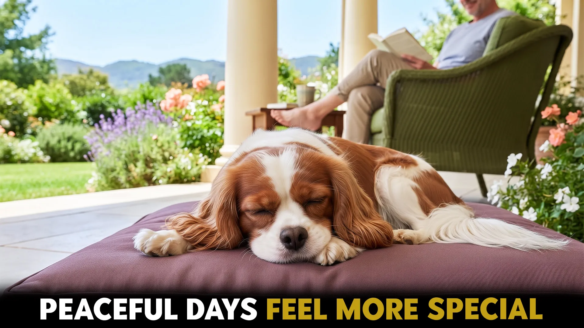 7 dreamy dog breeds for people who enjoy quiet unhurried moments