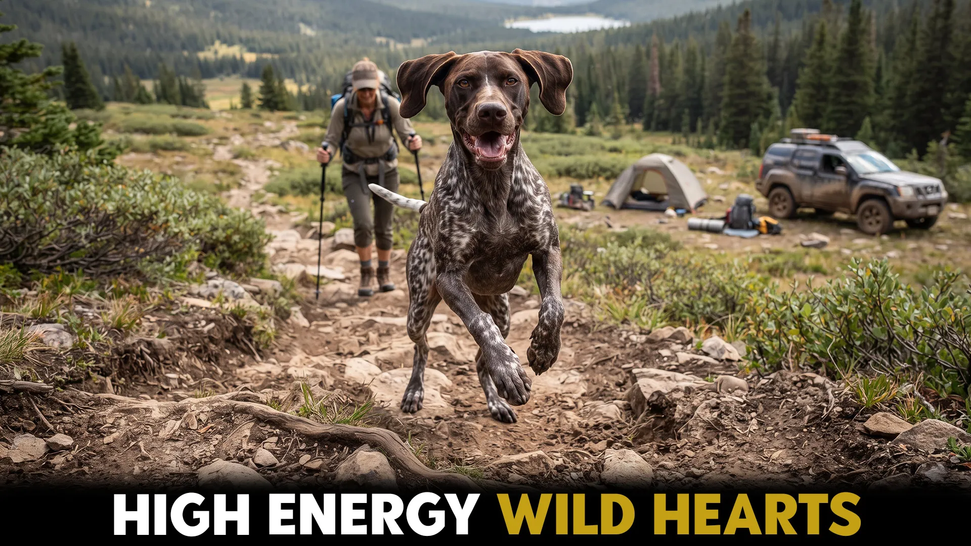 7 High‑Energy Dog Breeds For Camping And Hiking Getaways
