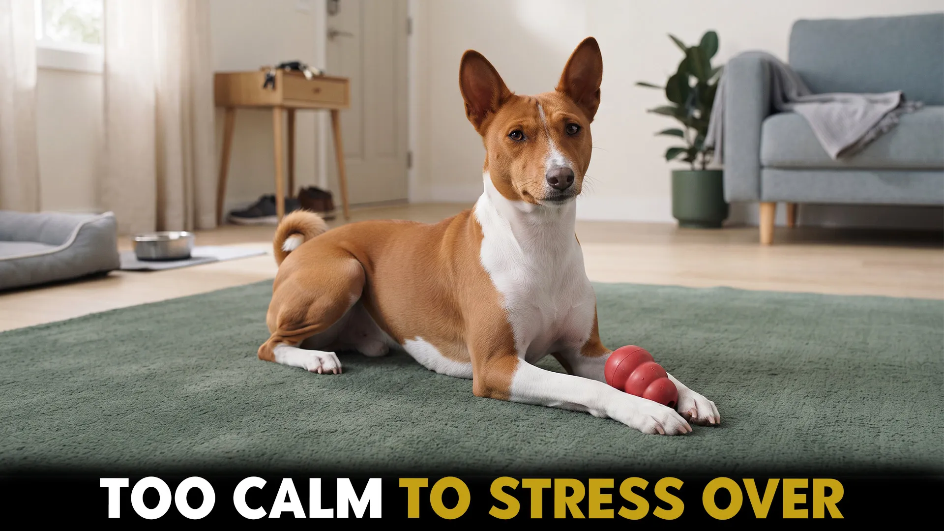 7 low maintenanc e dog breeds that thrive when left alone