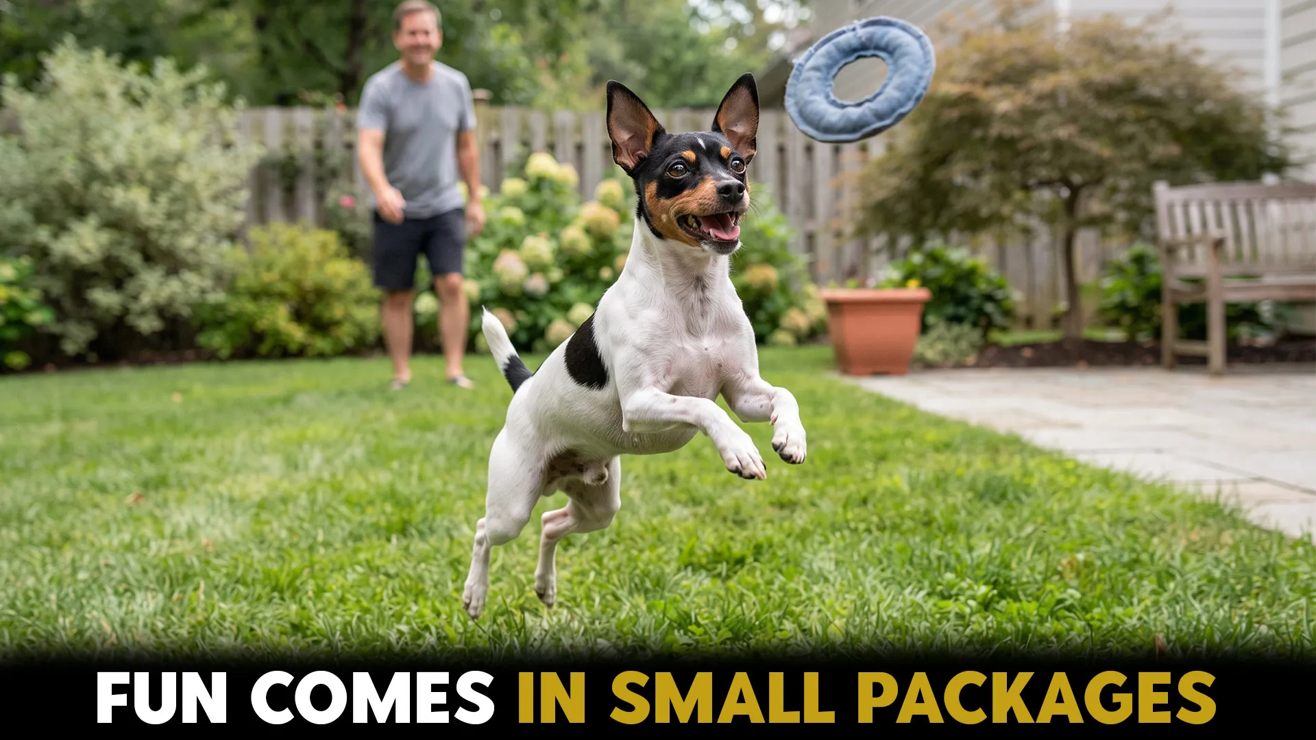7 most playful samll dog breeds that are full of fun