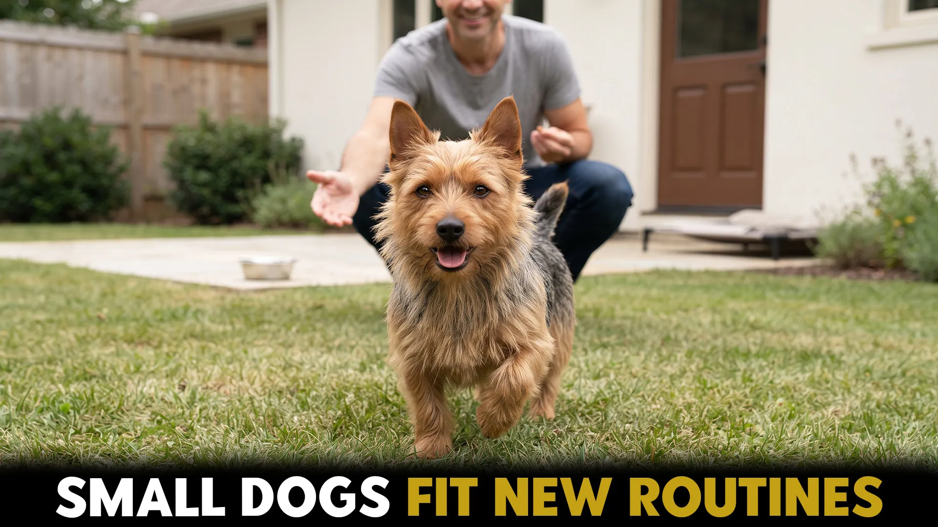 7 small dog breeds suited for inexperience owners