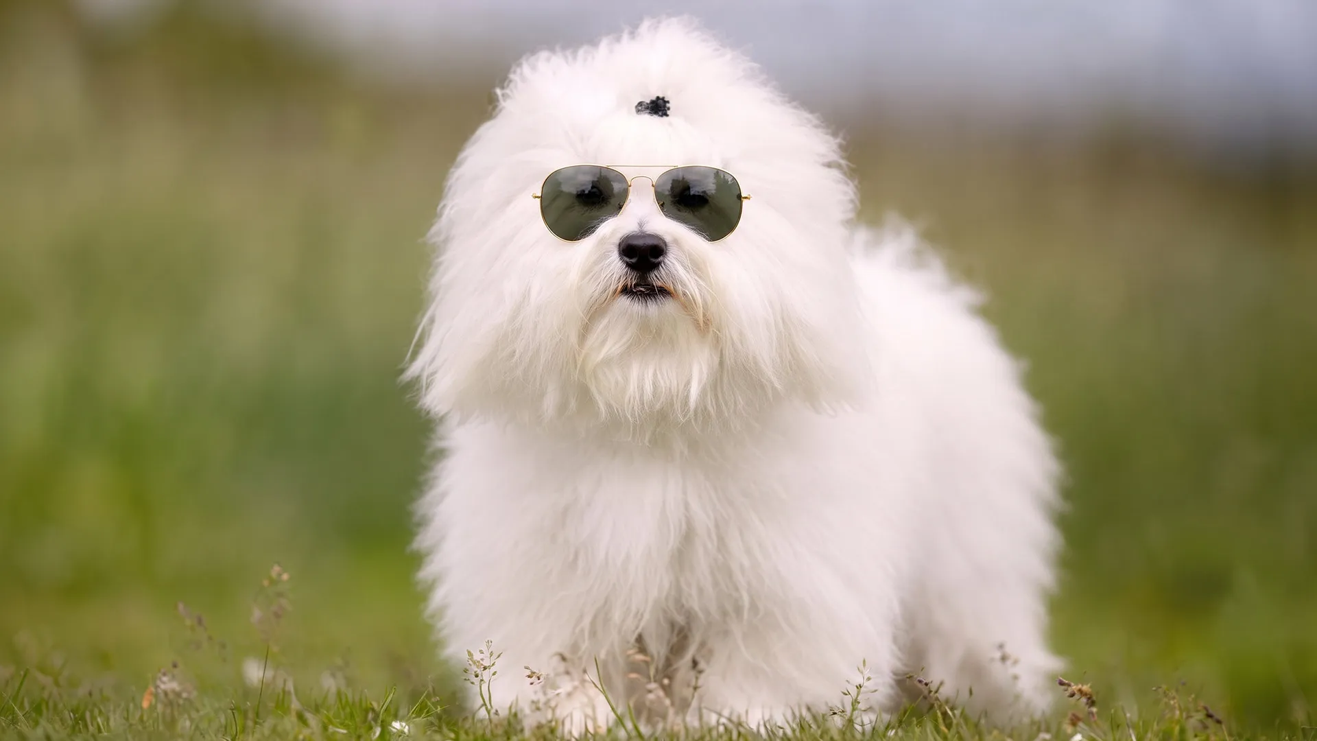 7 stunning dog breeds that boast fluffy plush coats