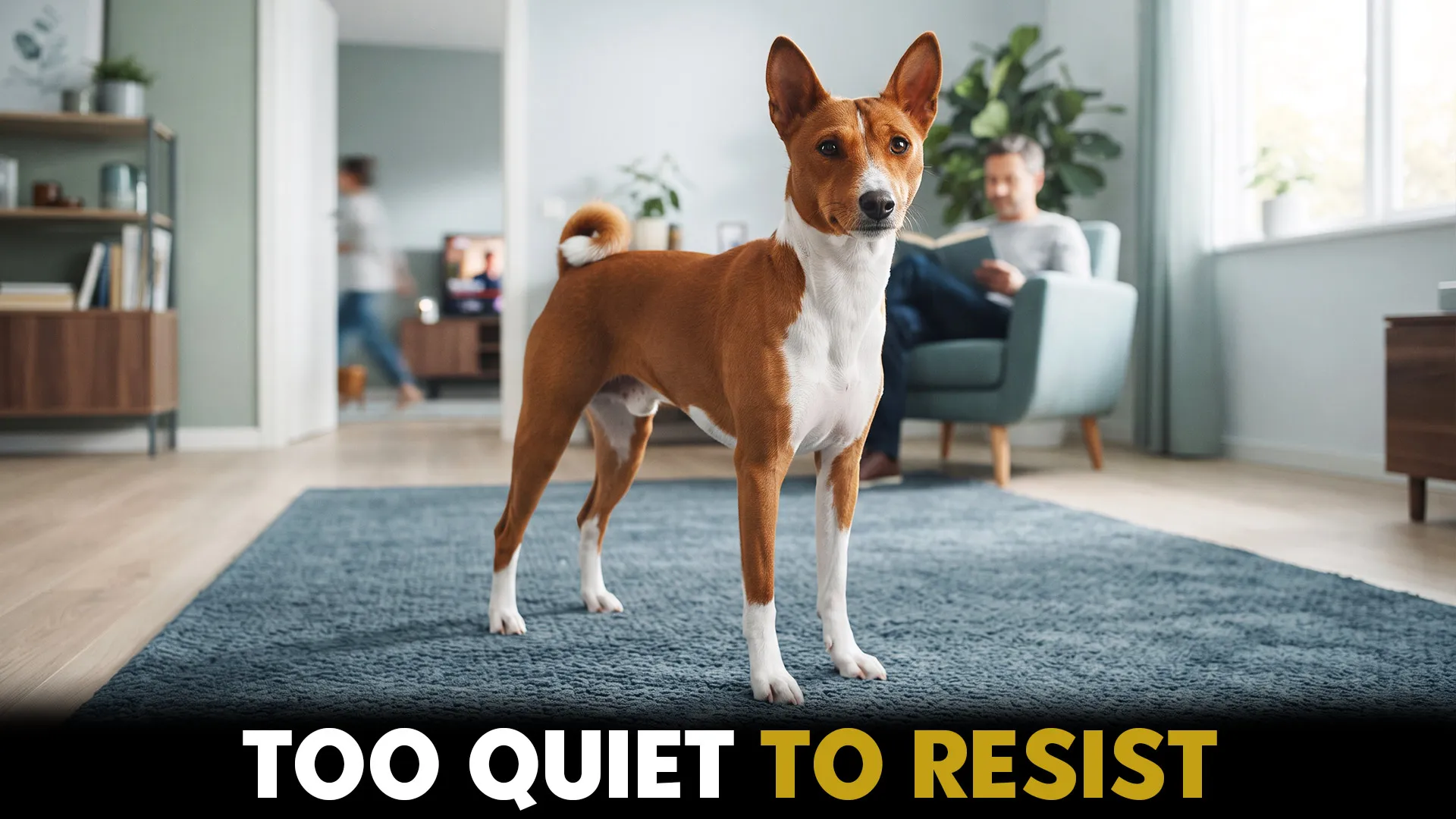 9 quiet canine comaprisions top dog breeds for low bark living