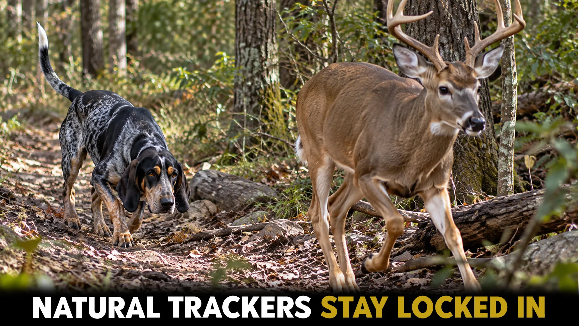 amazing dog breeds for tracking wildlife prey