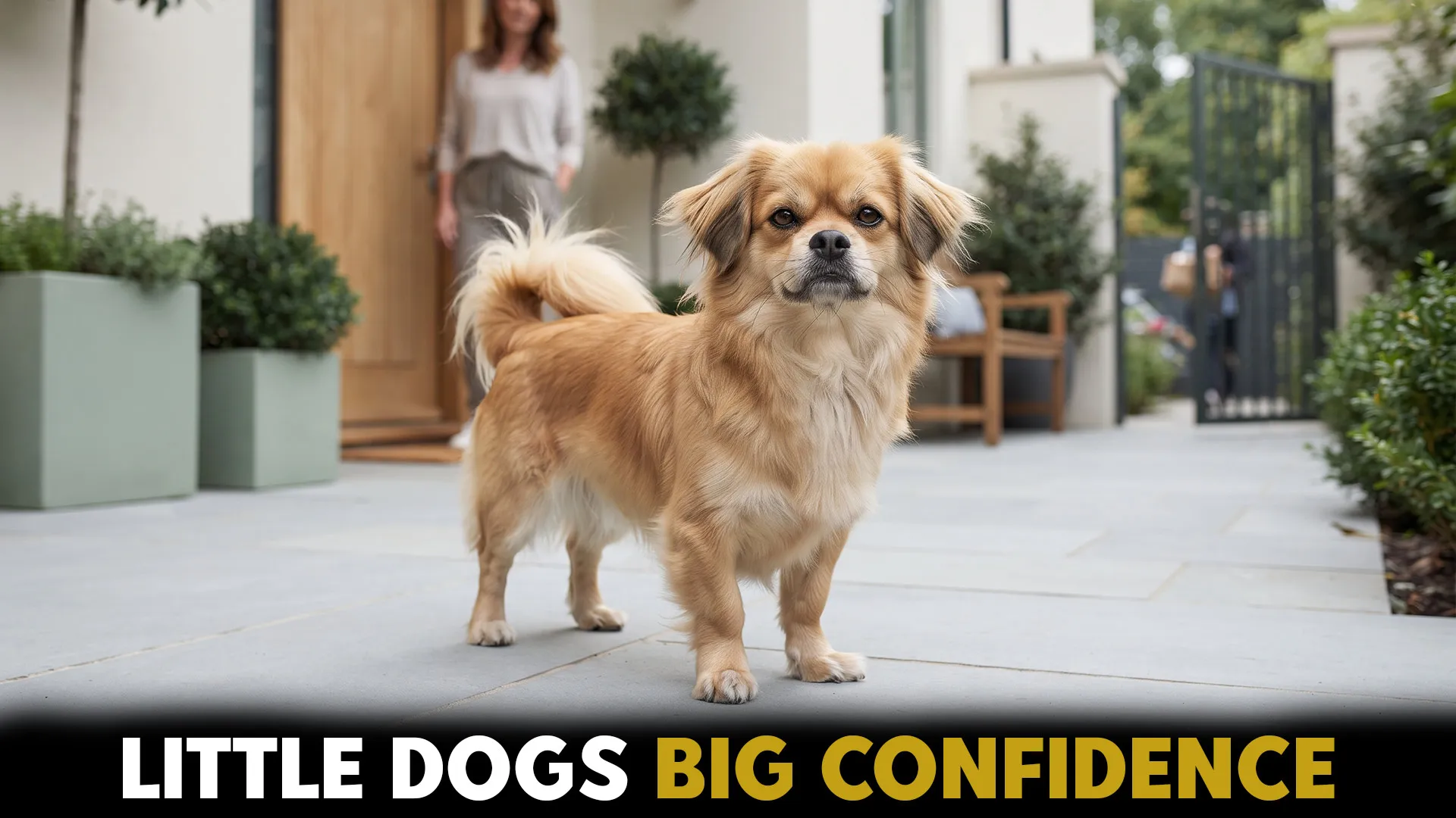 best small dog breeds offering watchdog capabilites