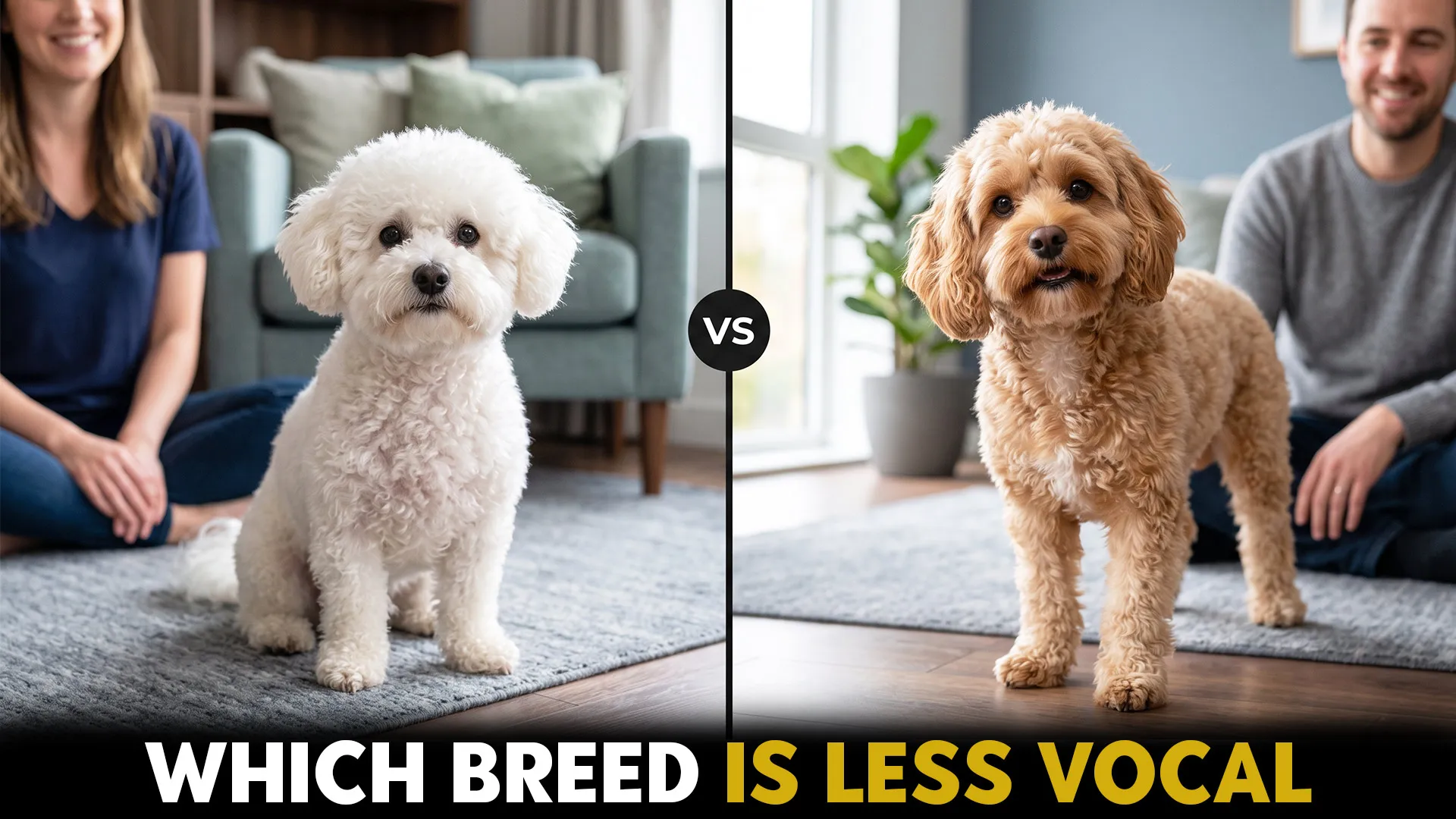 bichon frise vs cavapoo which speed barks less