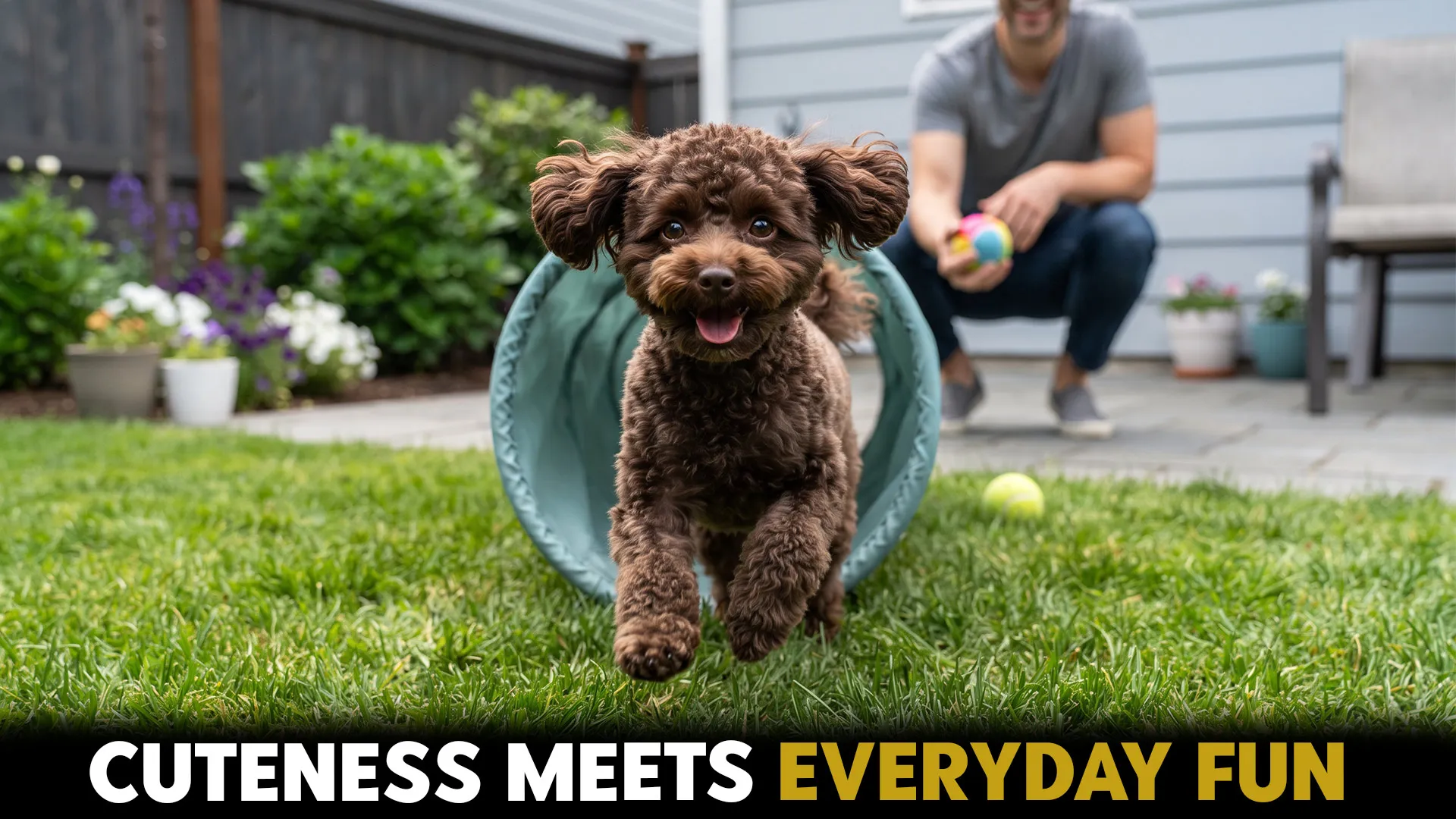 cute small dog breeds that deliver big fun every day