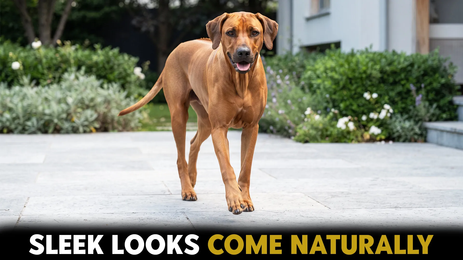 dog breeds boasting naturally short and sleek fur