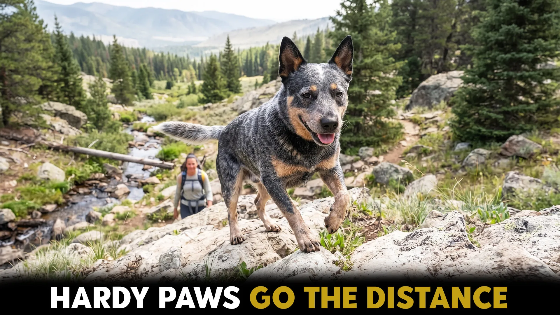 hardy dog breeds perfect for outdoor escapades