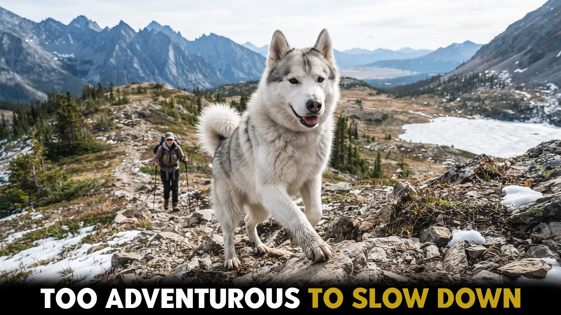7 Hardy Dog Breeds Perfect for Wilderness Adventures