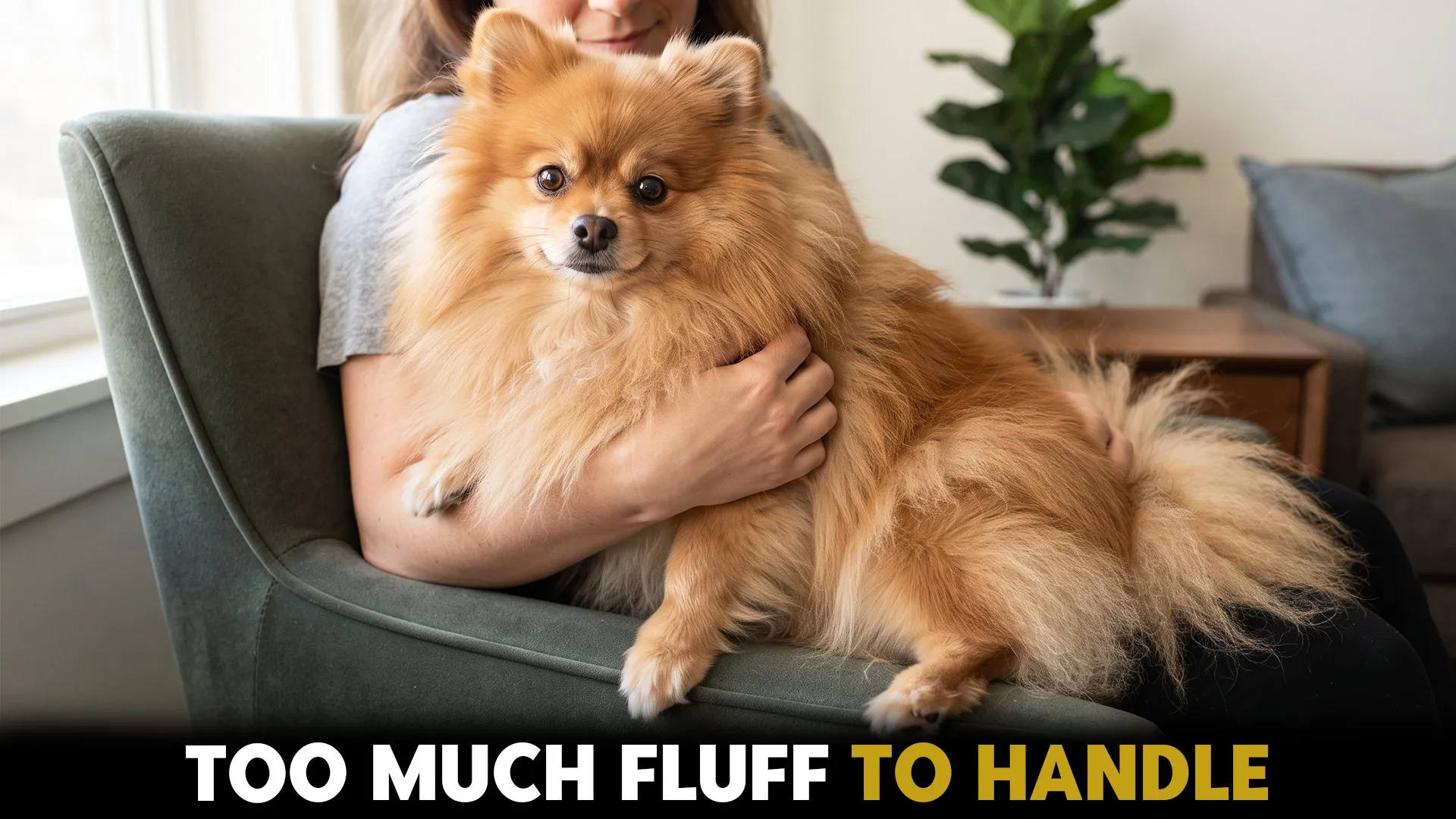 top 10 dog breeds sporting fluffy fur for ultimate cuddles