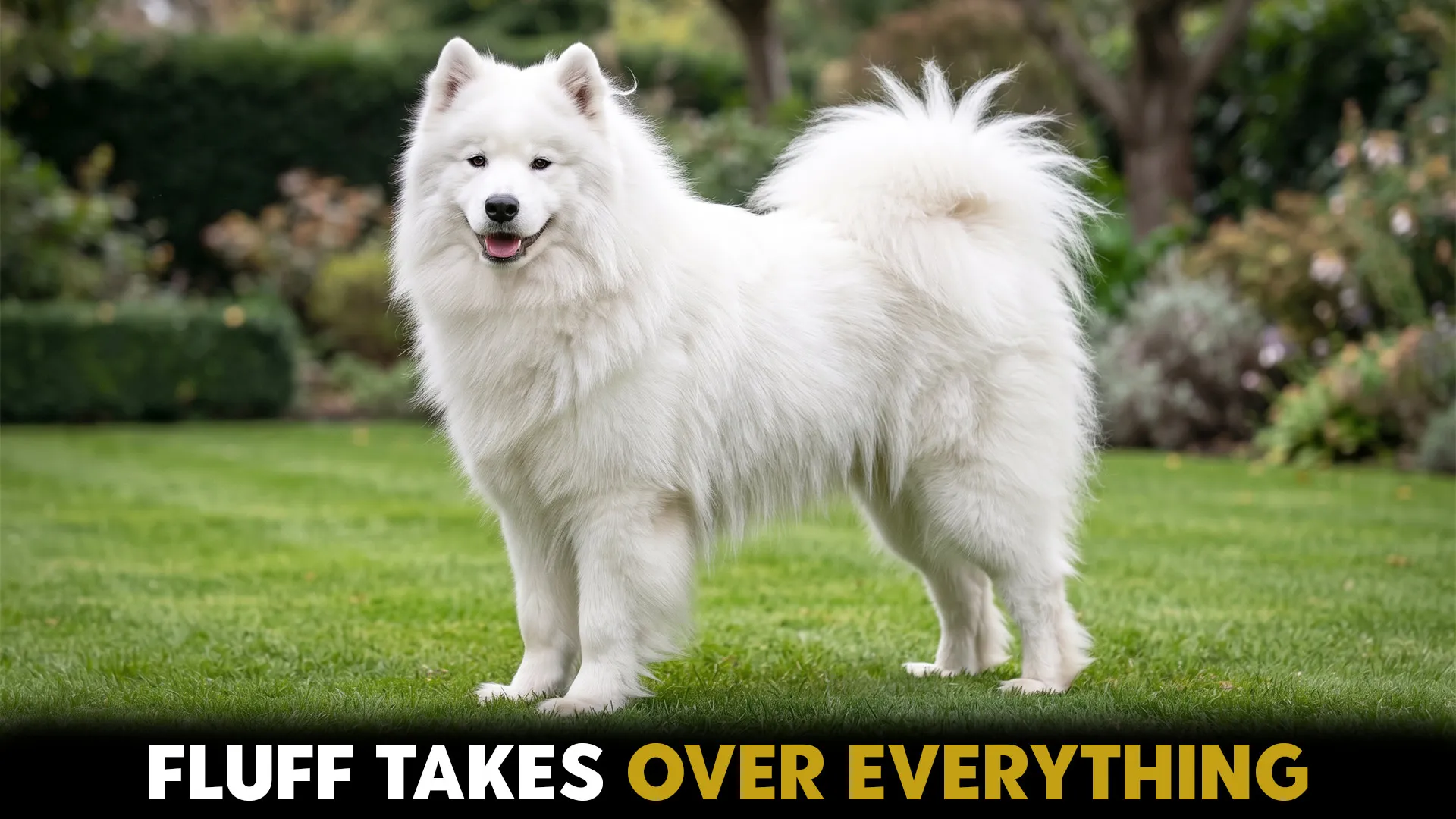 Top 10 dog breeds sporting plush fluffy fur