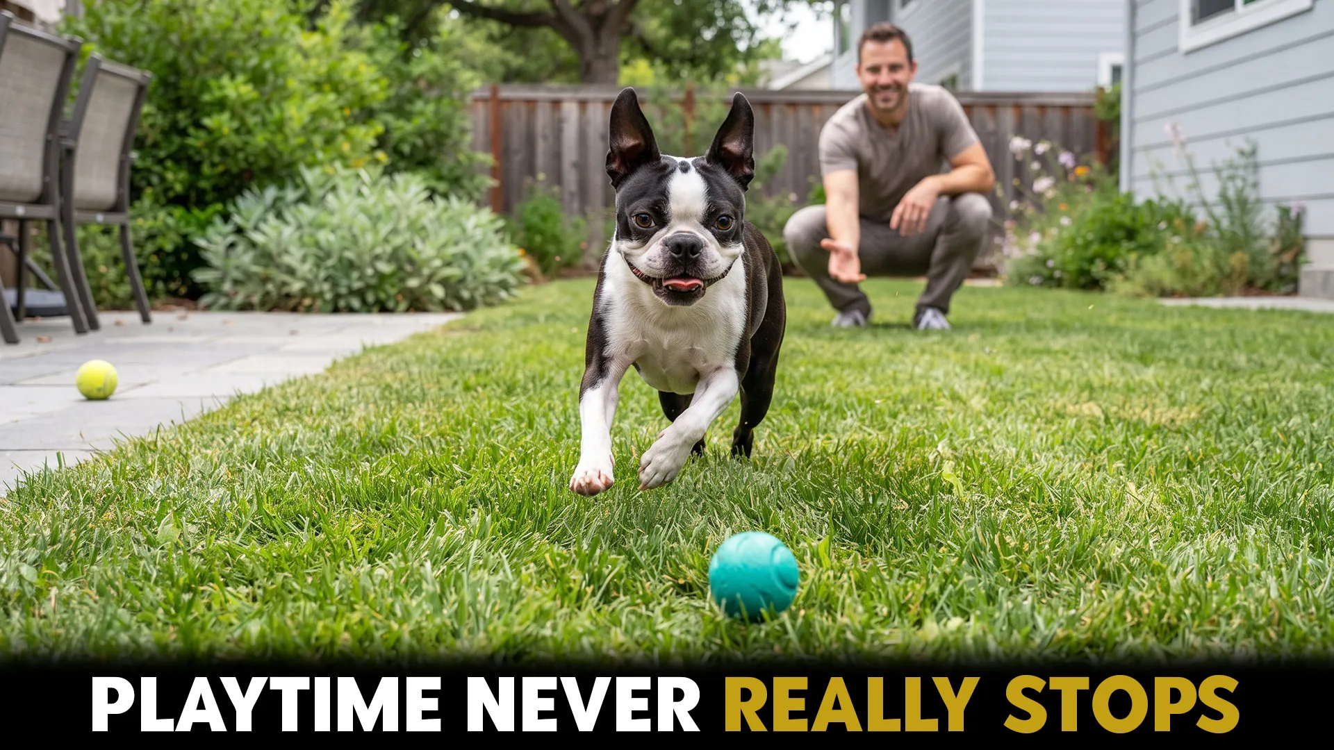 top 9 mini dog breeds that thrive on active play