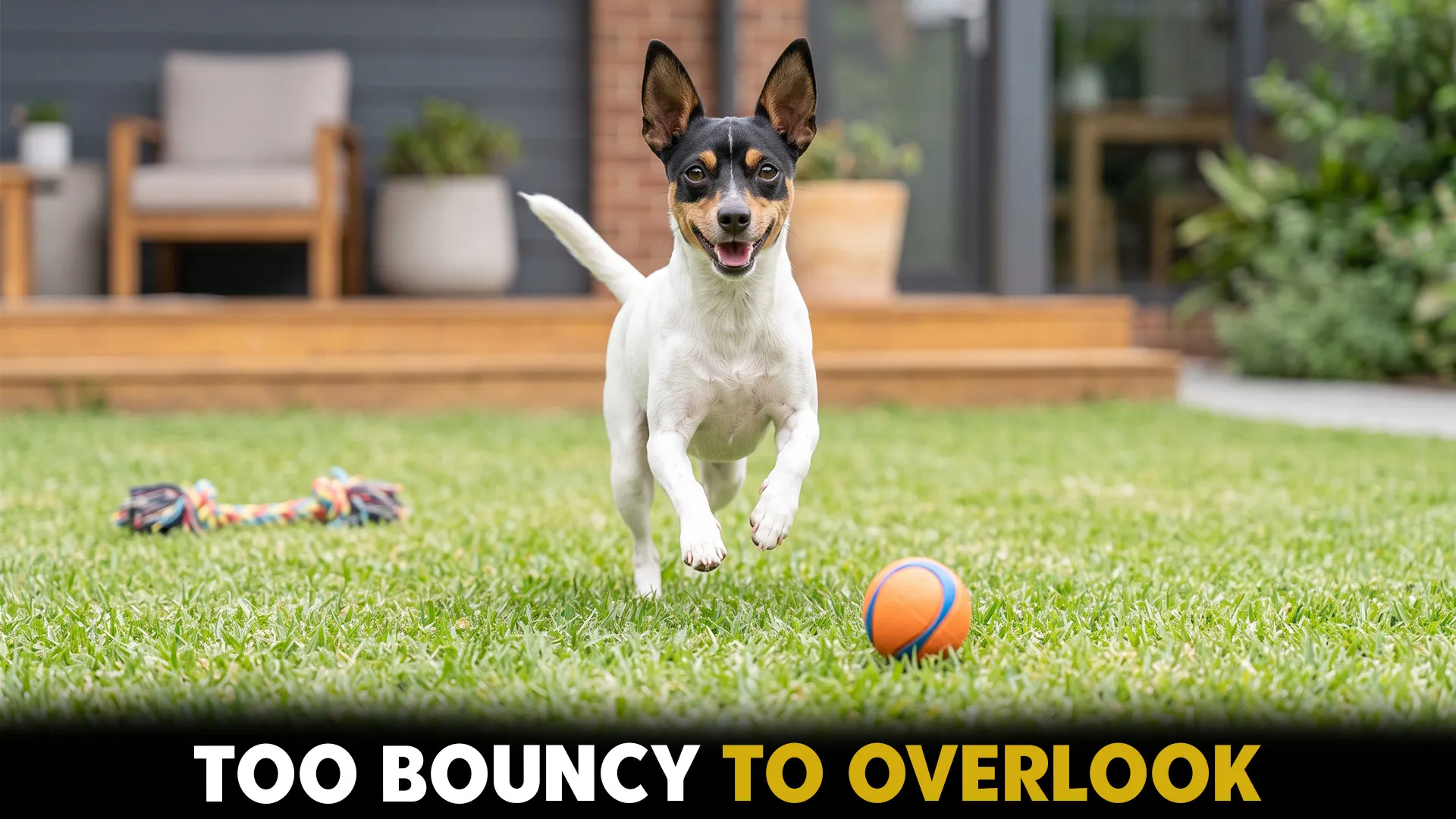 top 9 small dog breeds that bring endless playfullness