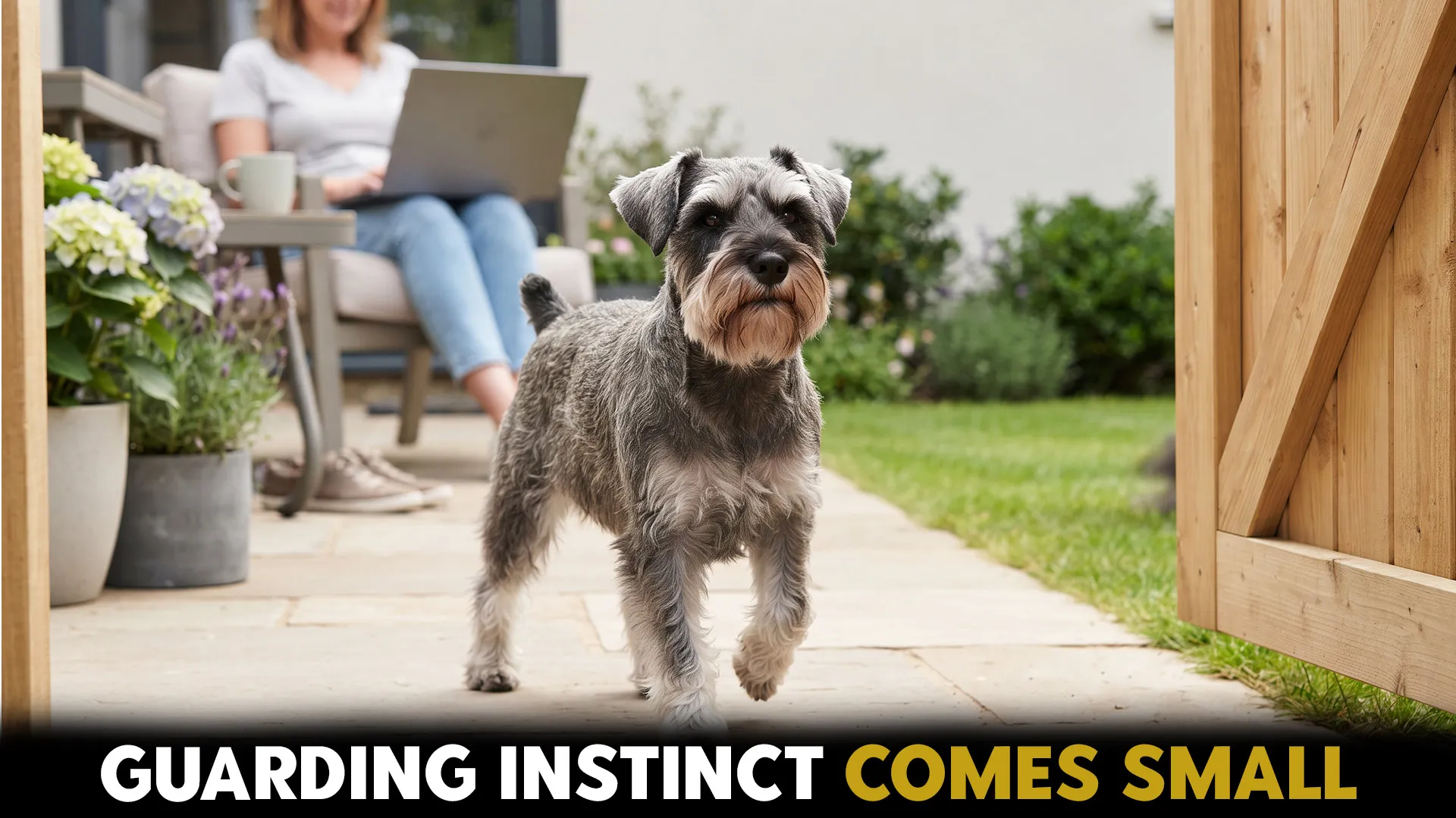 top 9 small dog breeds with strong guarding instncts