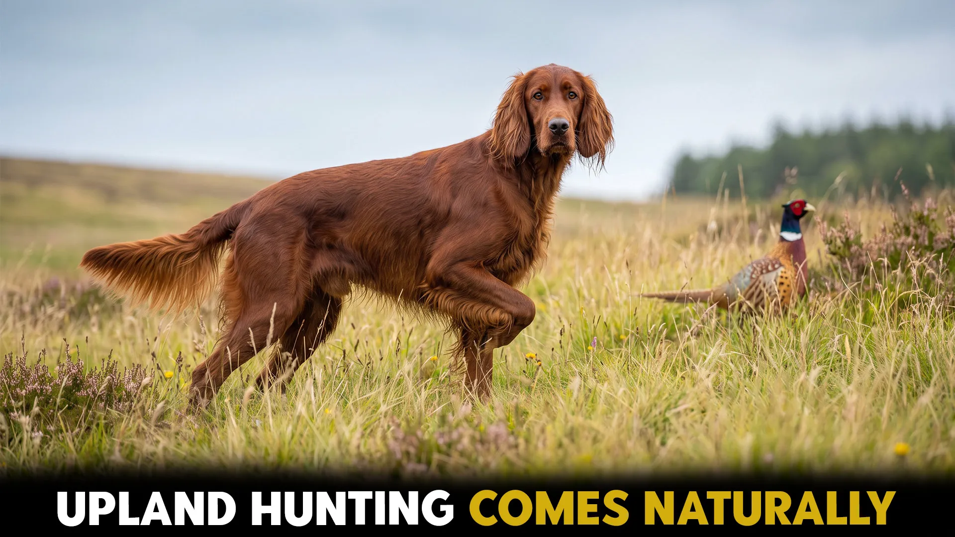 Top 7 Dog Breeds Ideal for Upland Game Hunting