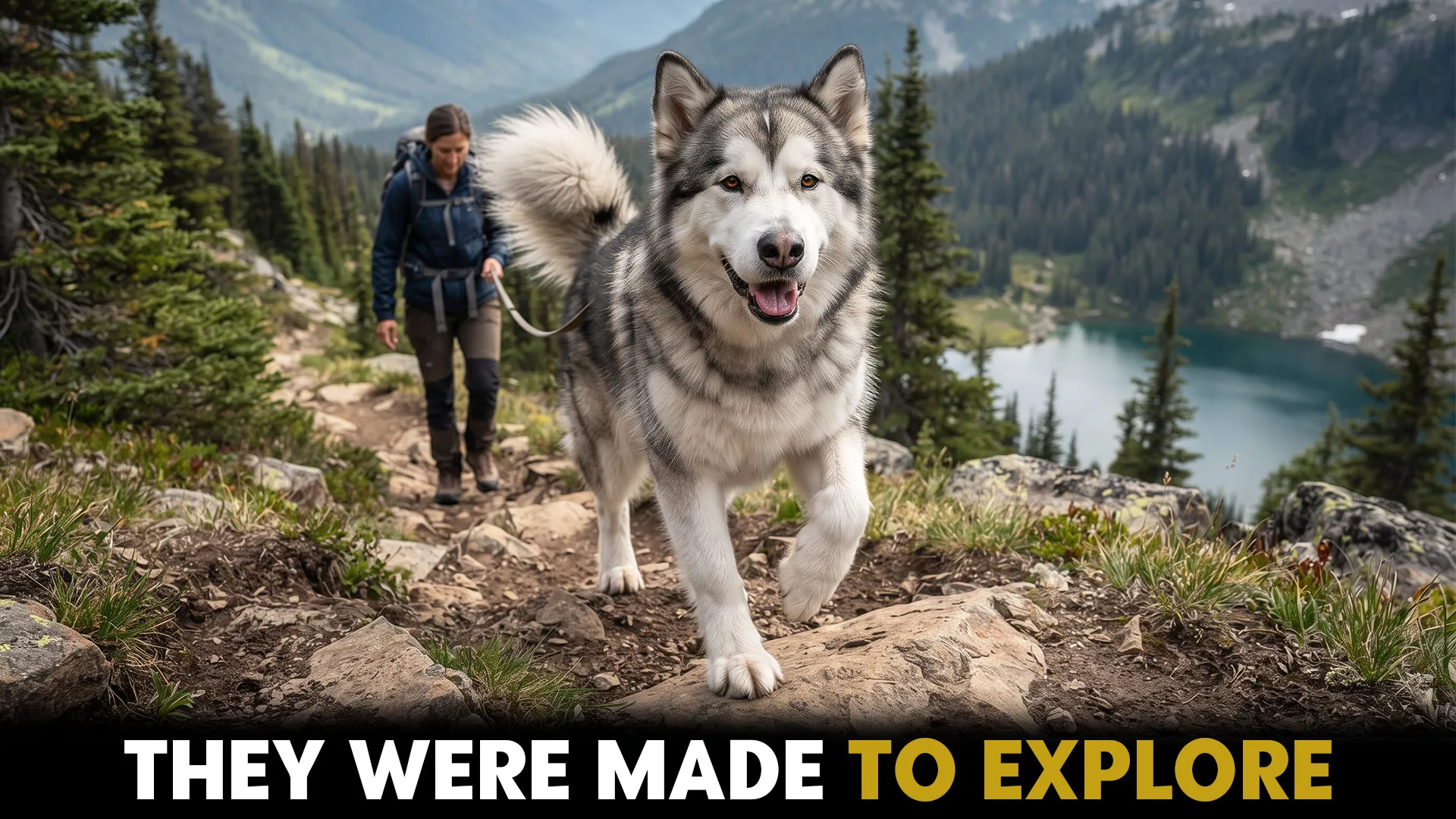 top dog breeds for outdoor adventures