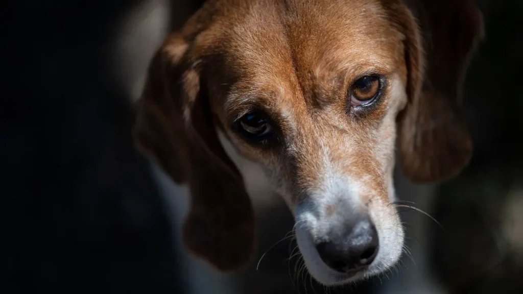 serbian hound