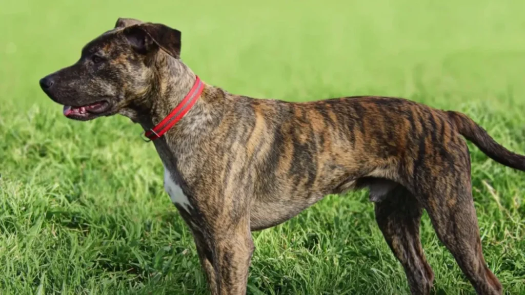 treeing teneese brindle