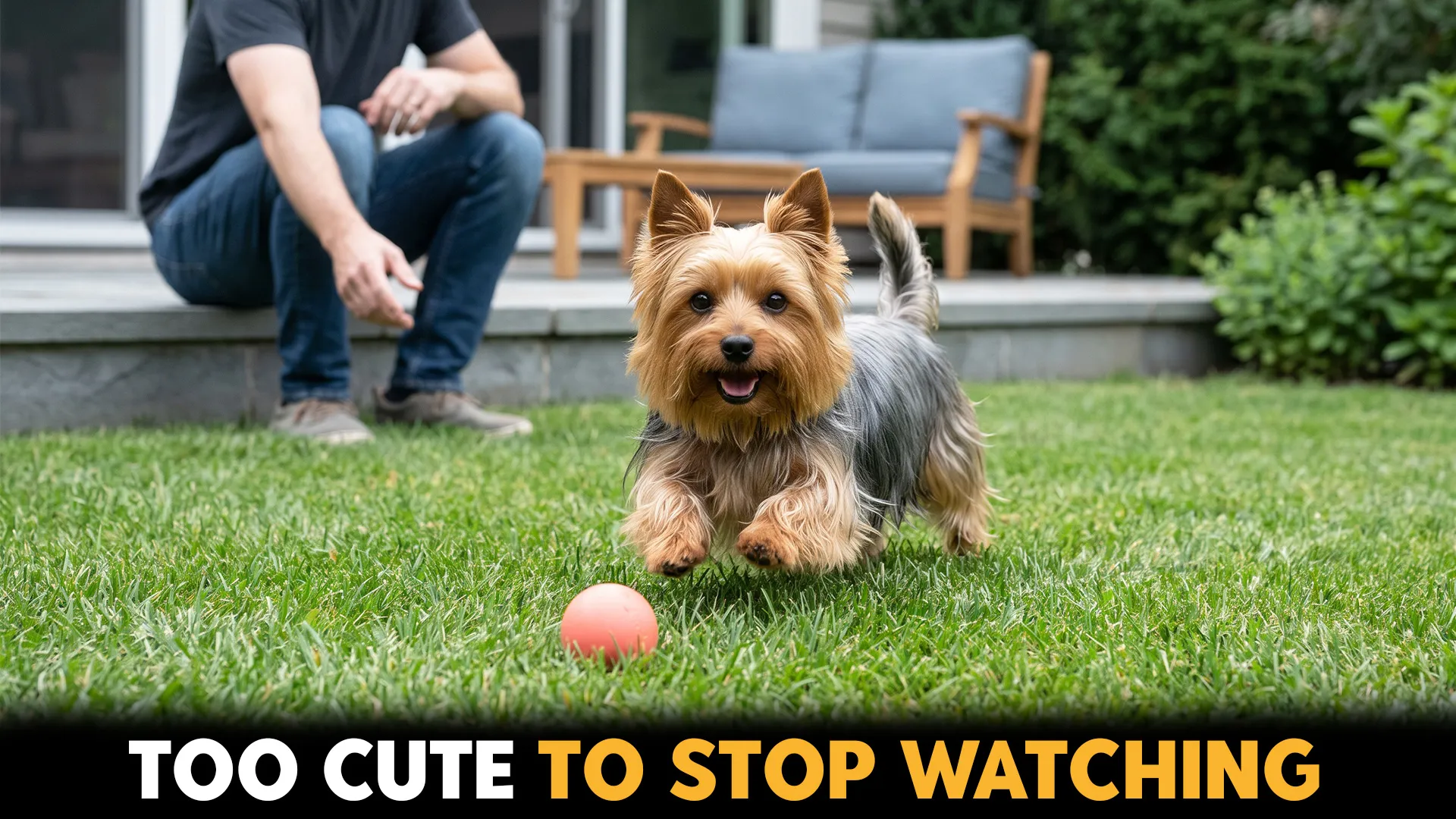 10 Adorable Small Dog Breeds That Pack a Playful Energy