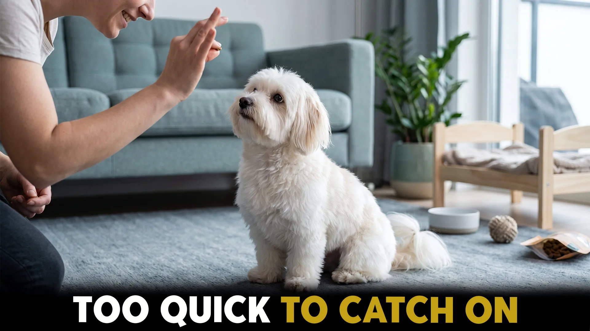 10 Easy‑Trainable Tiny Dog Breeds for First‑Time Owners