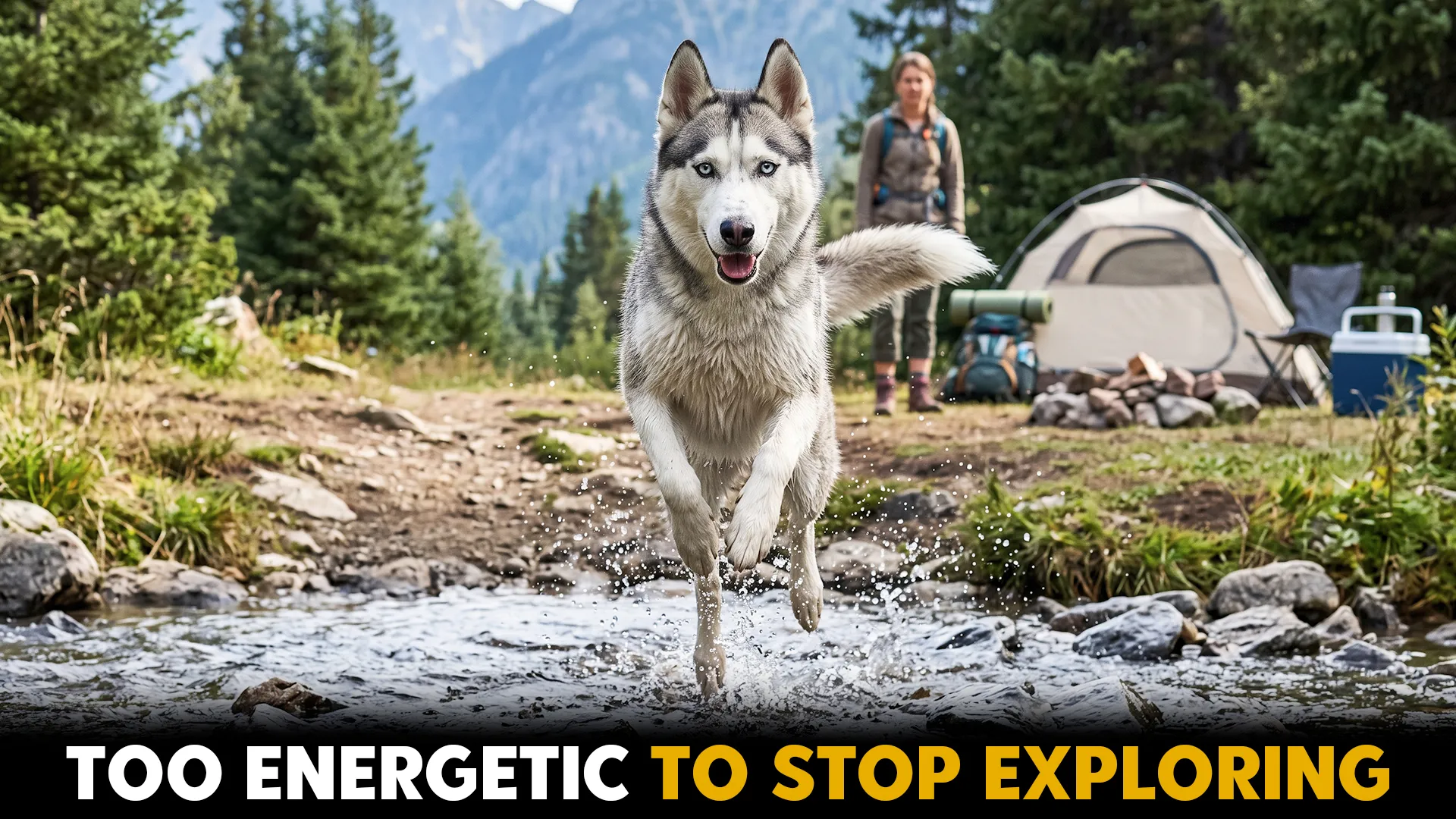 10 Energetic Dog Breeds That Thrive on Weekend Camping Trips
