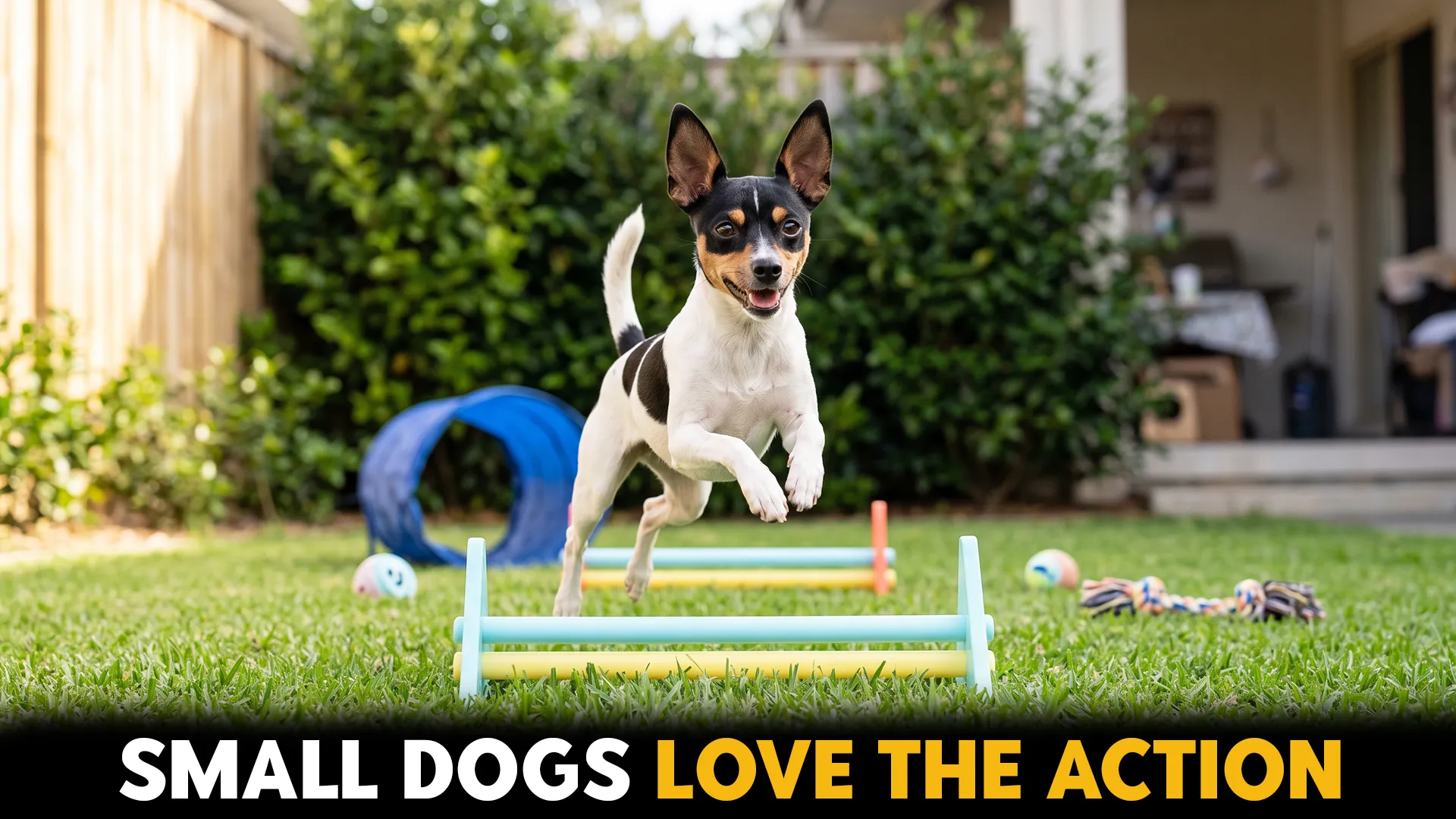 10 small dog breeds that pack a playful punch