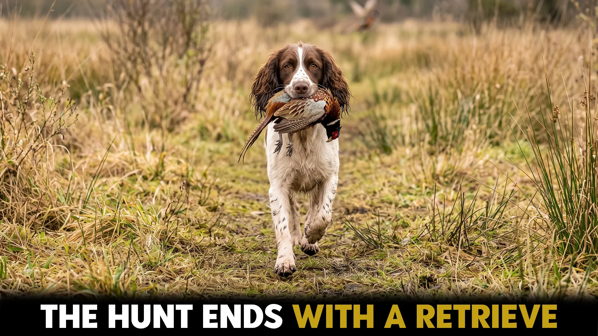 7 Best Dog Breeds for Tracking and Retrieving Birds