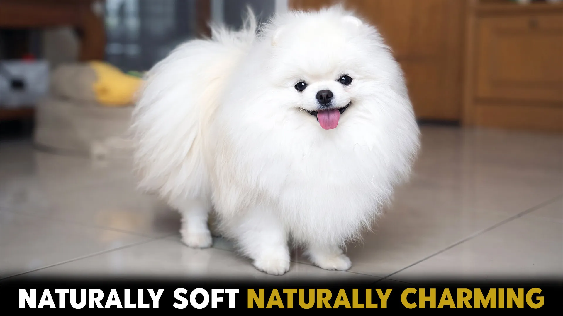 7 charming dog breeds with nautally fluffy textures