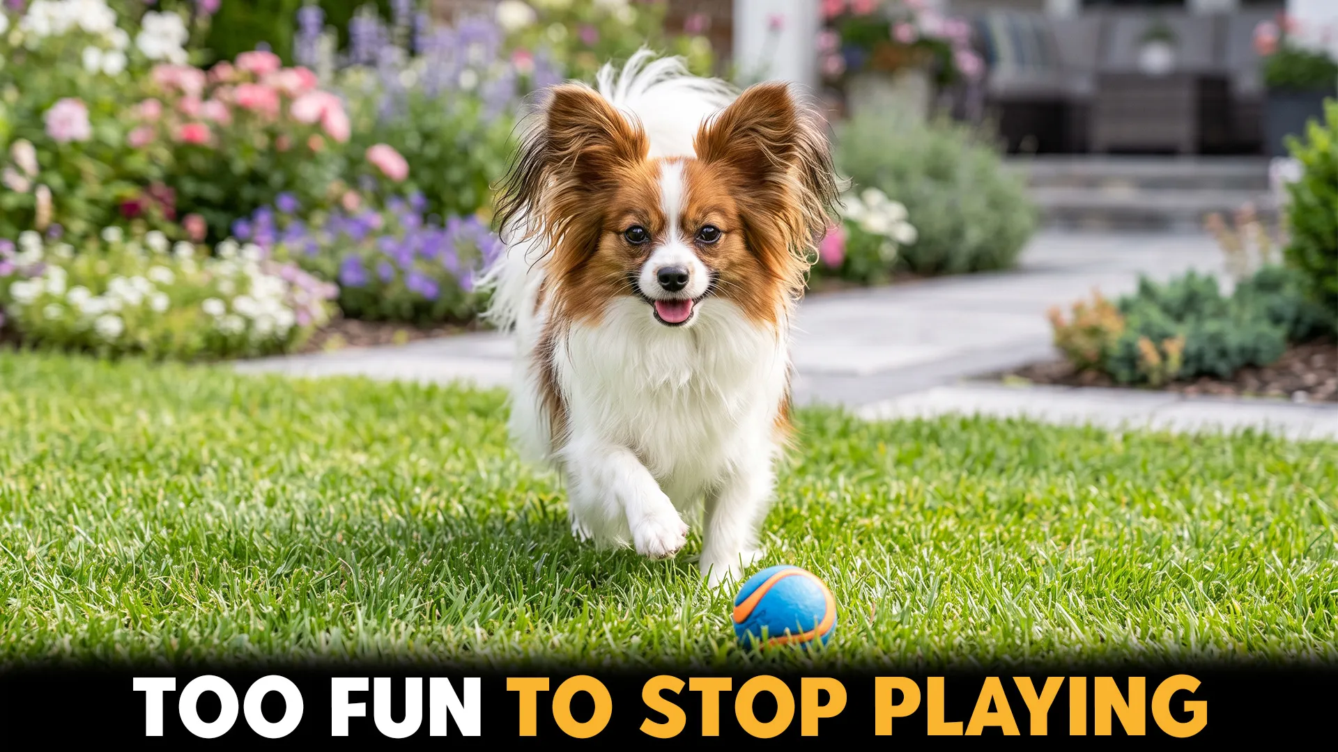 7 Cherished Small Dog Breeds That Love to Play