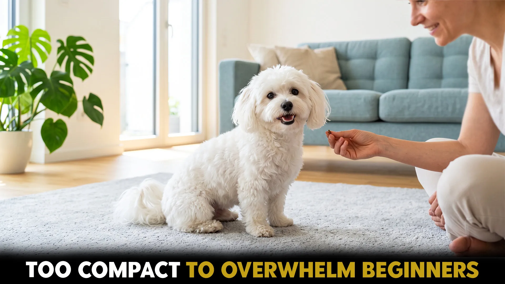 7 Compact Dog Breeds That New Owners Should Consider