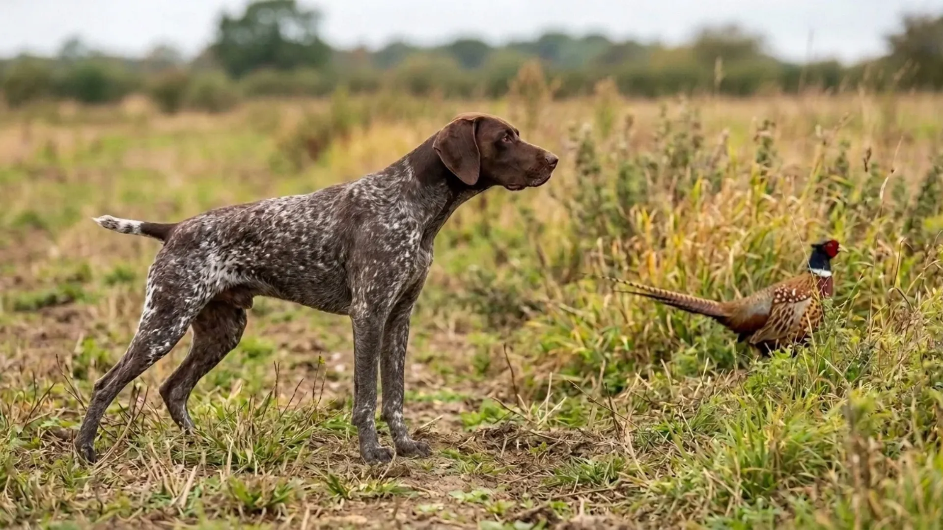7 Dog Breeds With Exceptional Abilities to Find Prey