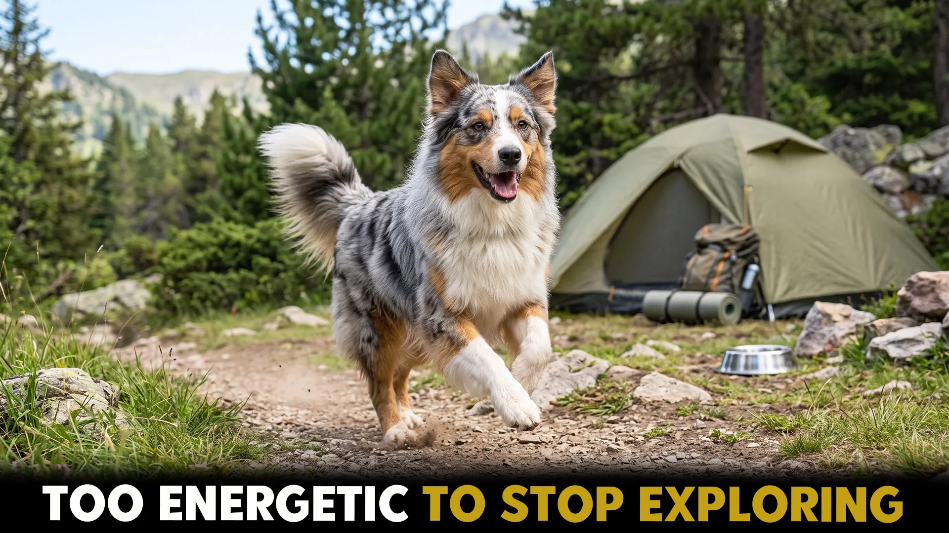 7 ENERGETIC DOG BREEDS IDEAL FOR CAMPING