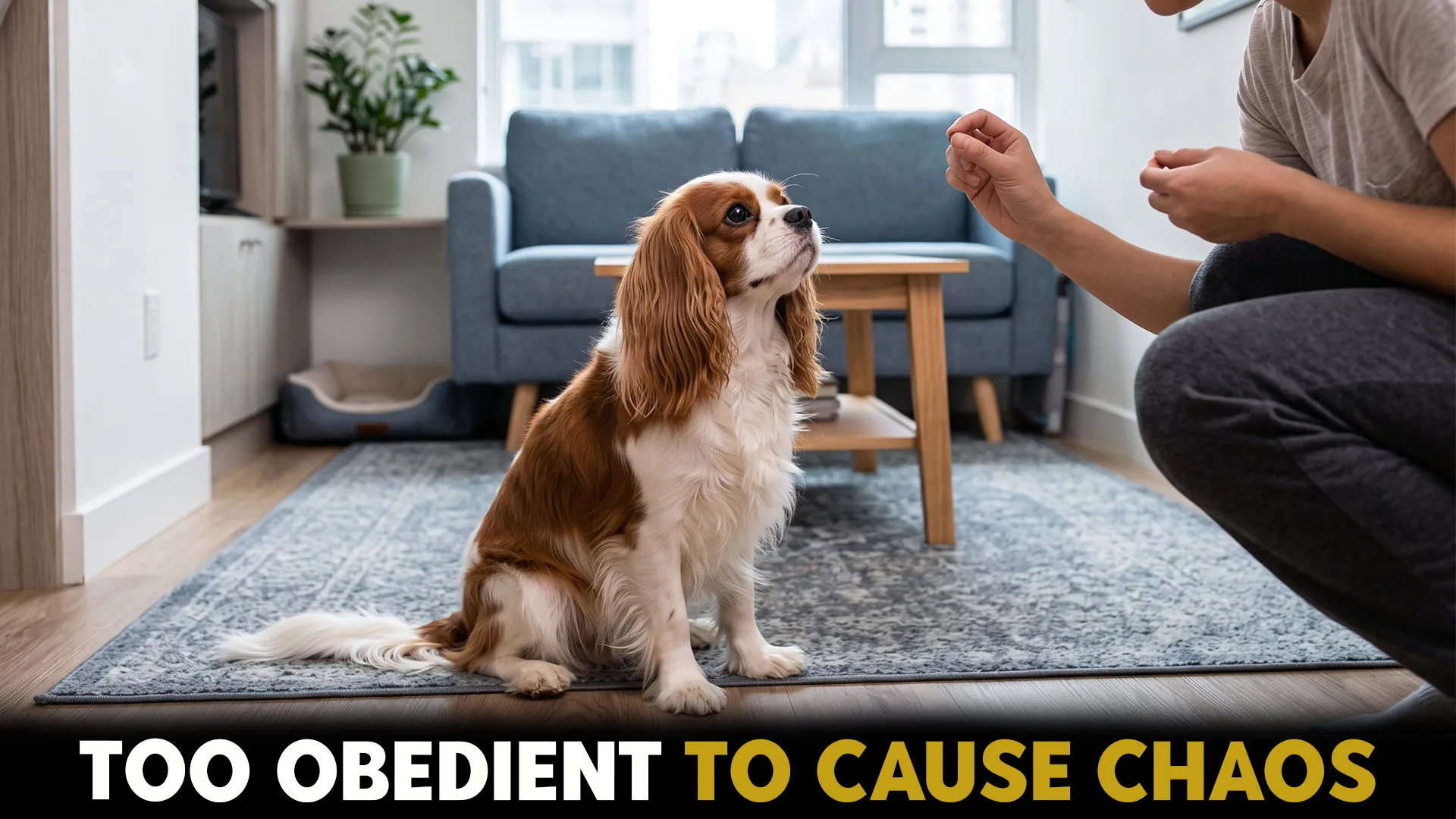 7 Highly Obedient Dog Breeds Perfect for Apartment Living