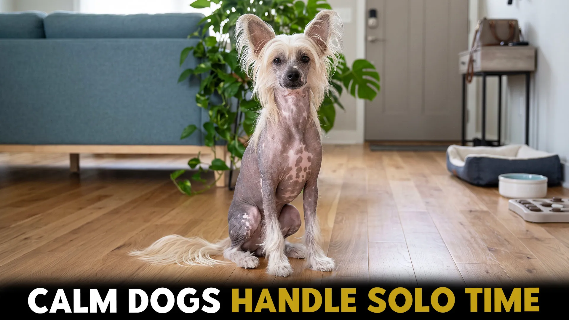 7 low maintenance dog breeds that