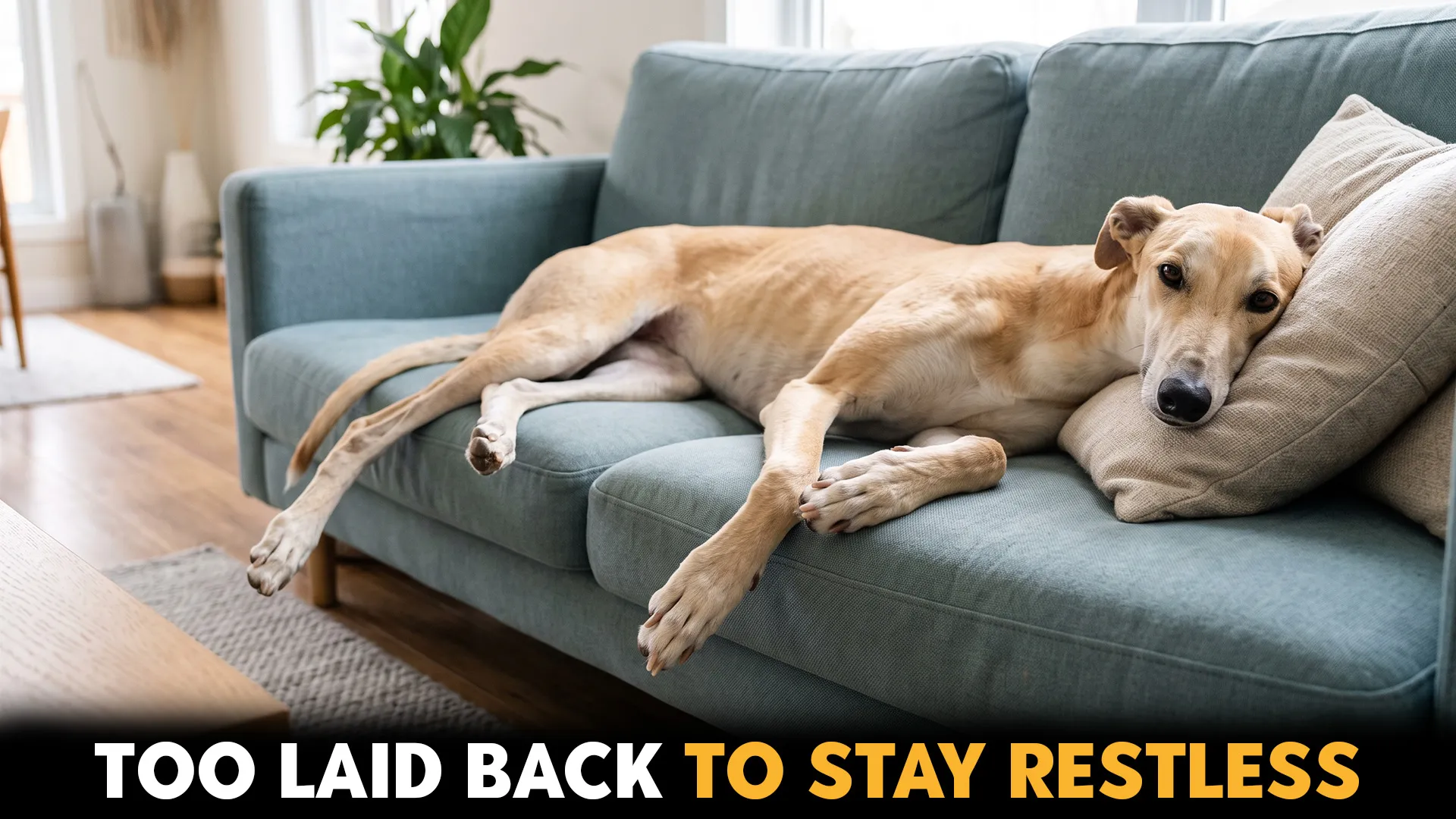 7 Most Laid-Back Dog Breeds for a Relaxed Lifestyle