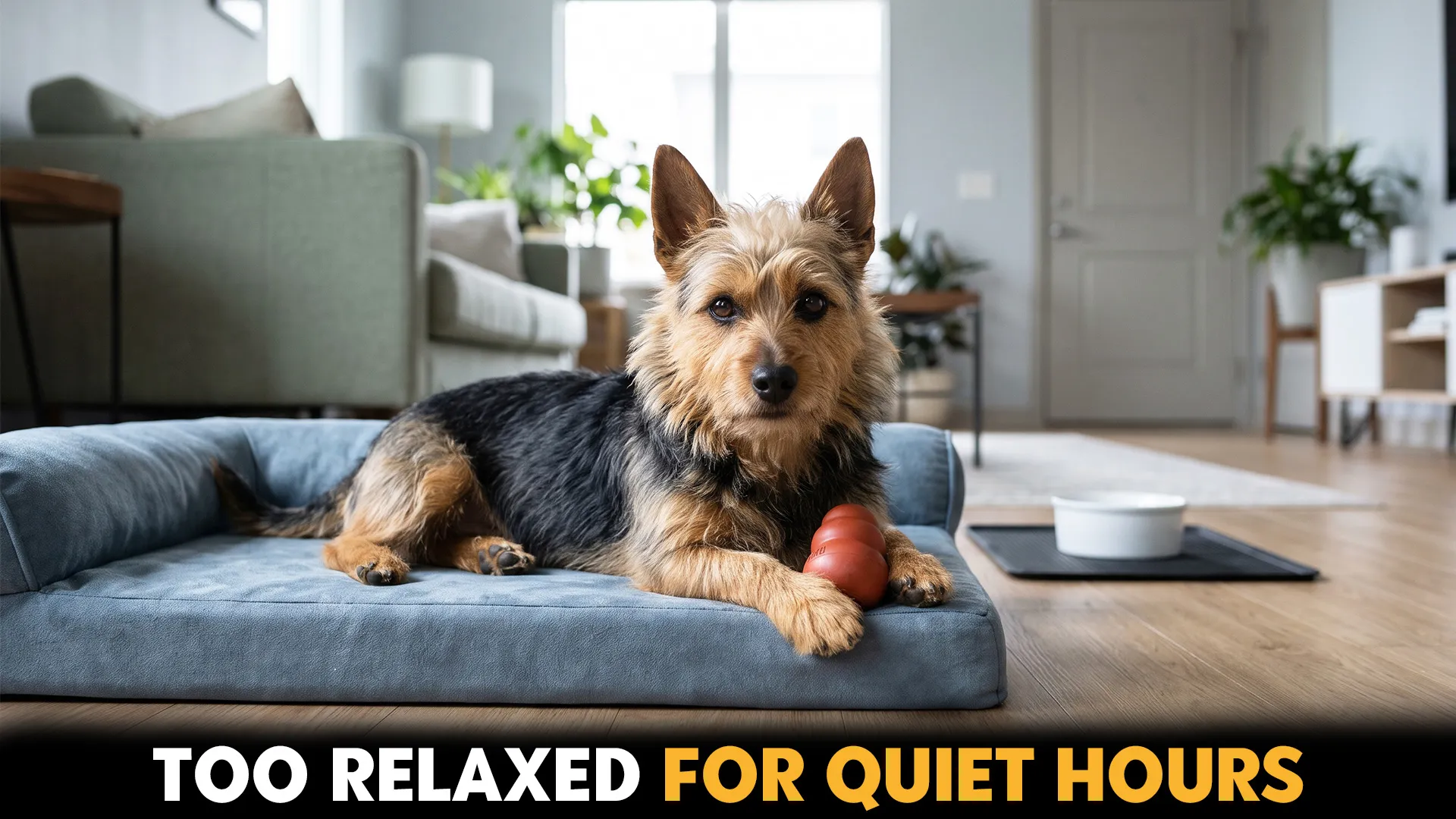 7 undersized dog breeds that can stay home unattended