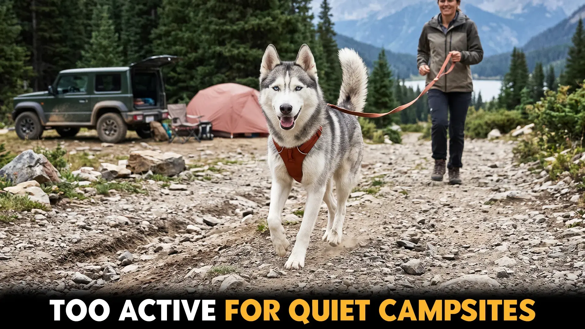 7 ENERGETIC DOG BREEDS FOR OFF ROAD CAMPING TRIPS