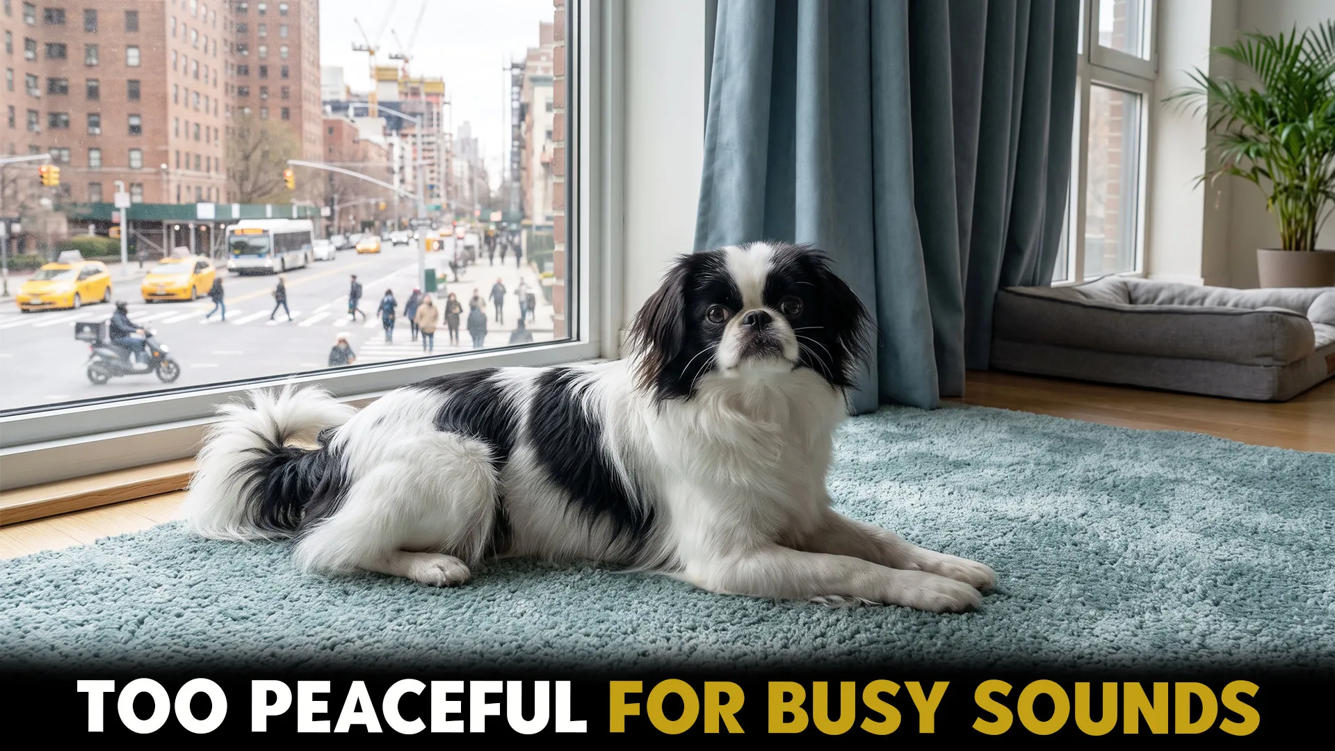 9 calm dog breeds perfect for noise sensitive